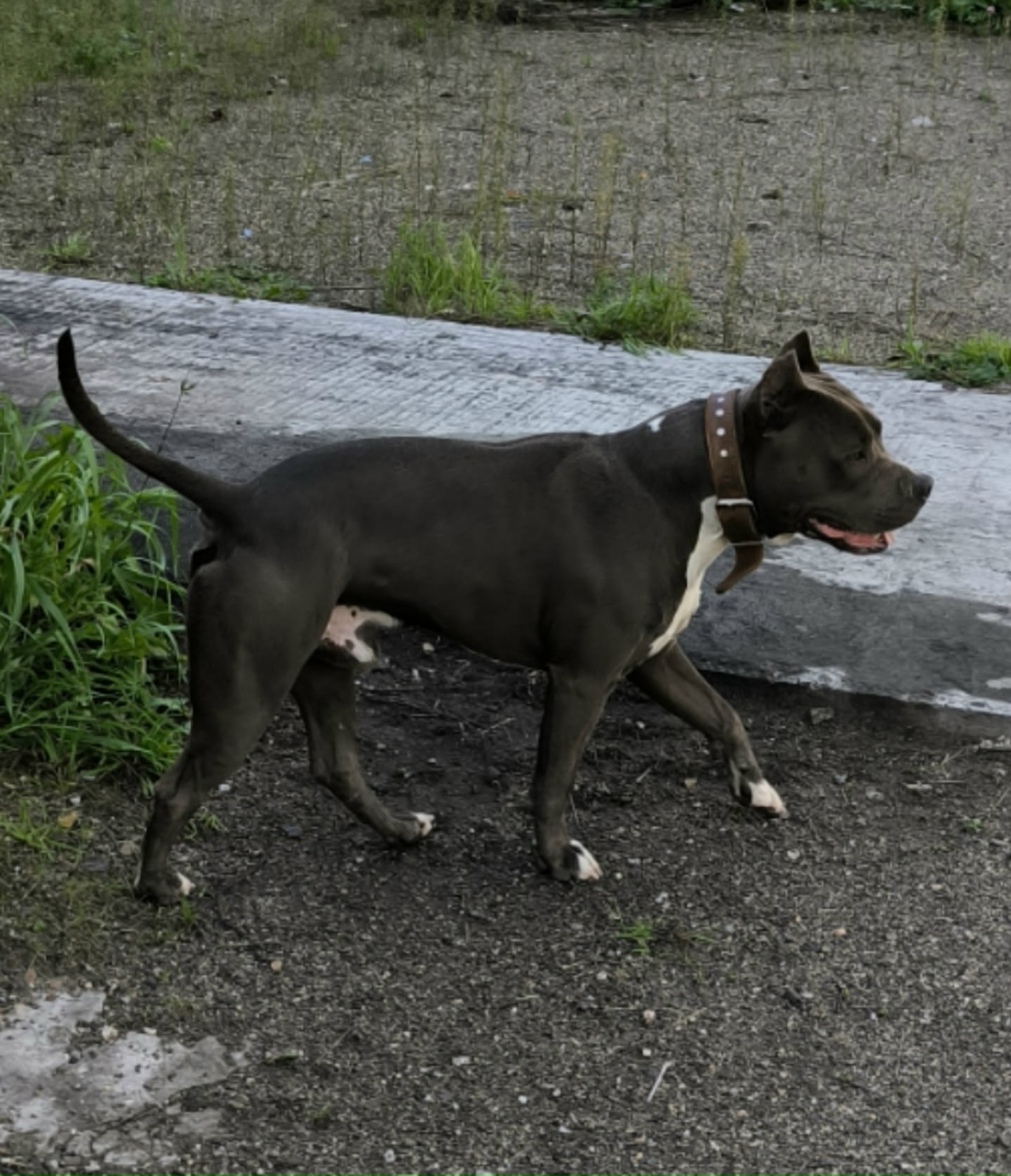 Найдена собака в Томске — фото объявления