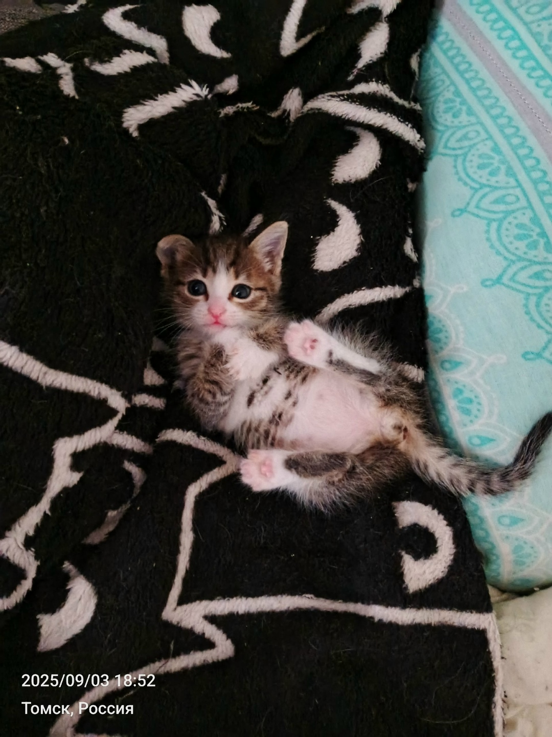 Найдена собака в Томске — фото объявления