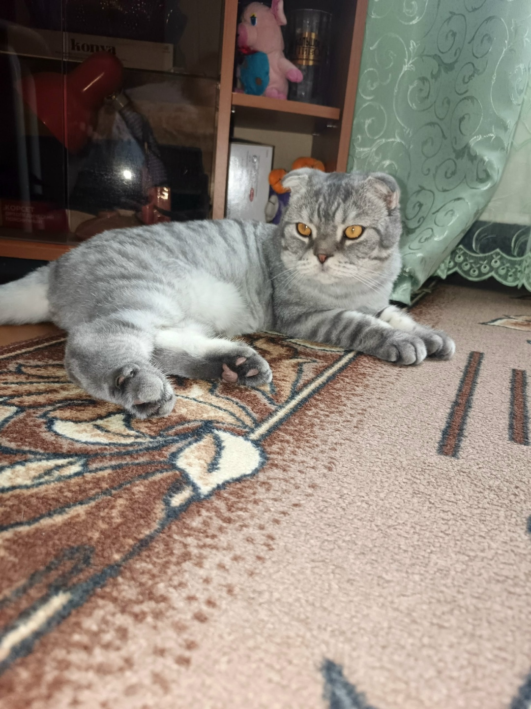 Найдена собака в Томске — фото объявления