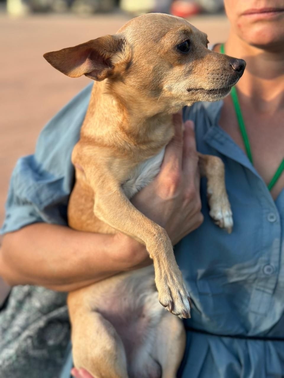 Найдена собака в Томске — фото объявления