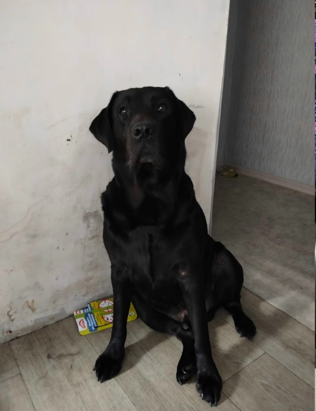 Найдена собака в Томске — фото объявления