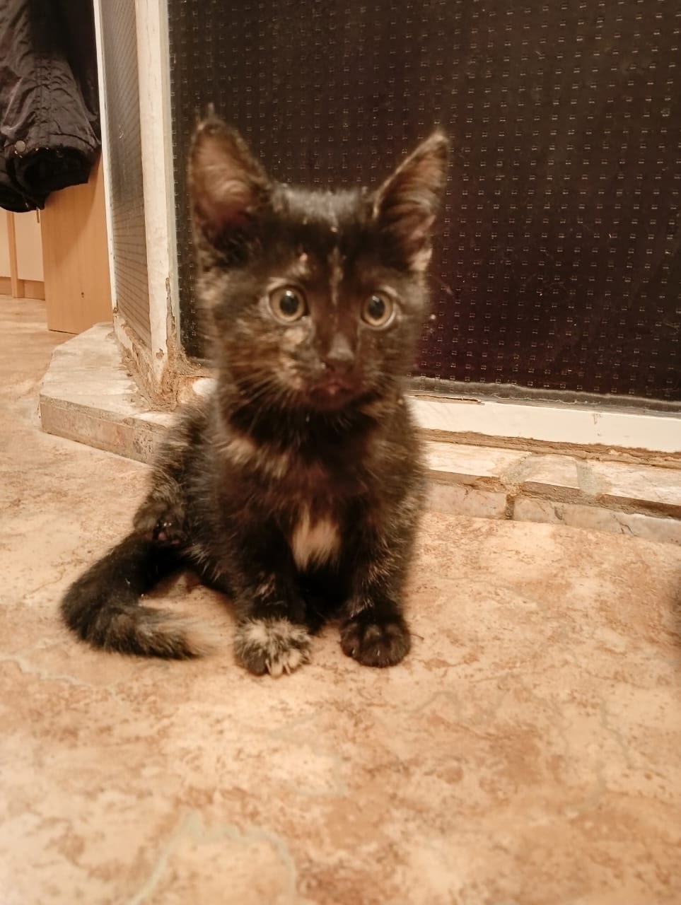 Найдена собака в Томске — фото объявления