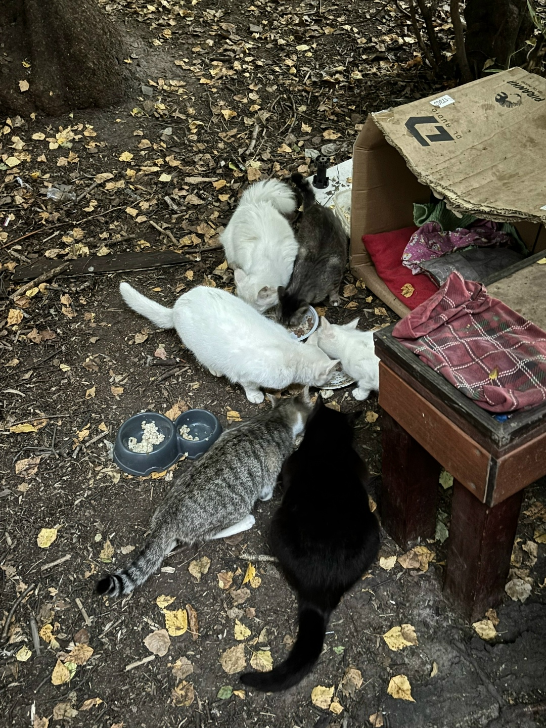 Найдена собака в Томске — фото объявления