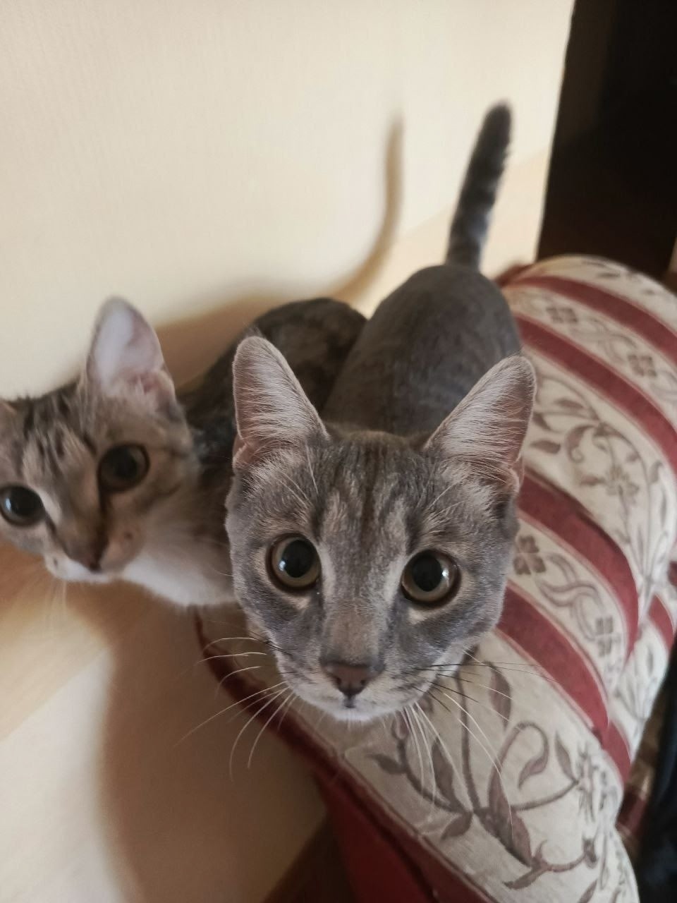 Найдена собака в Томске — фото объявления