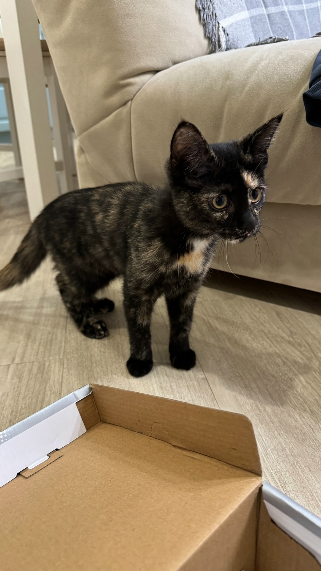 Найдена собака в Томске — фото объявления