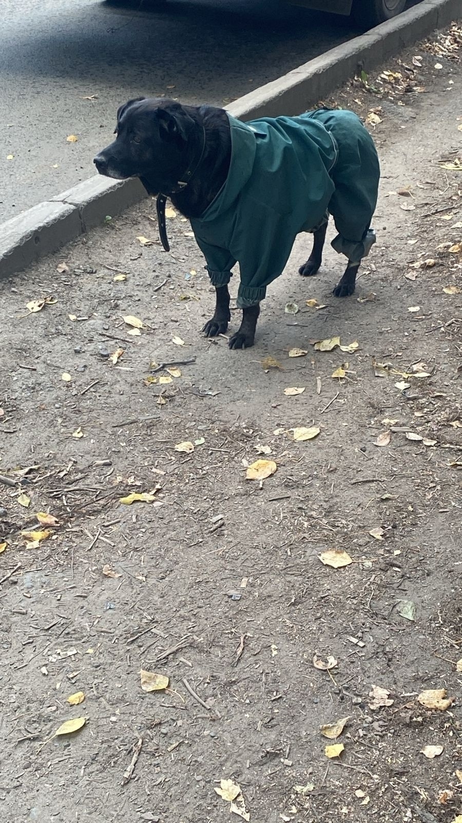 Найдена собака в Томске — фото объявления