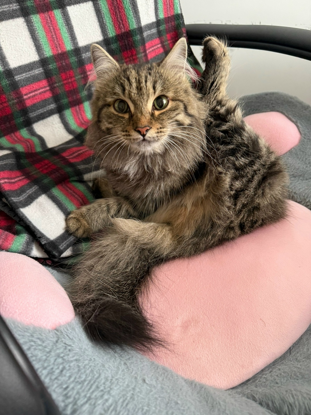 Найдена собака в Томске — фото объявления