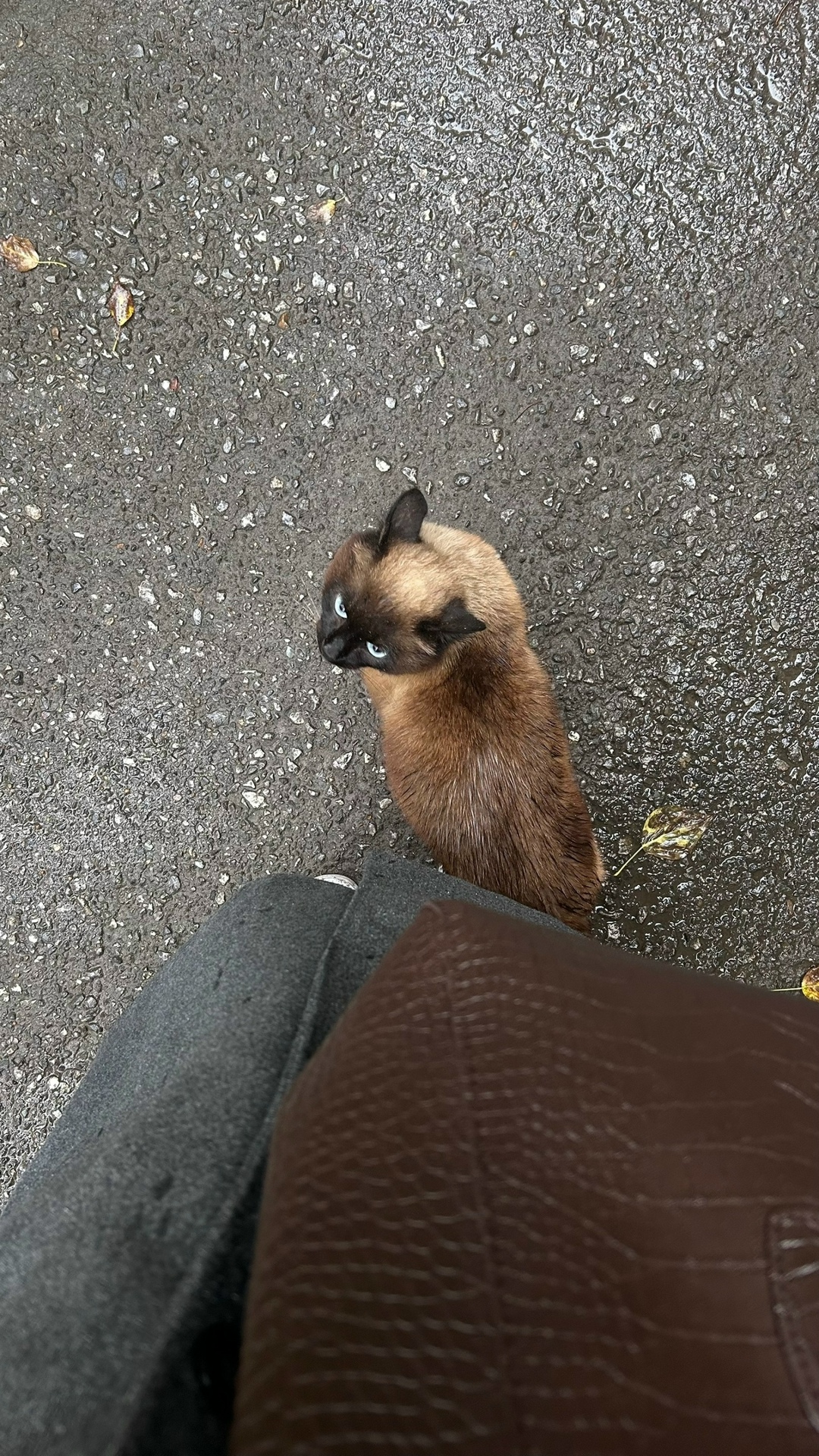 Найдена собака в Томске — фото объявления