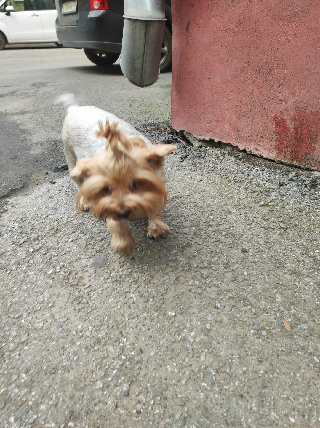 Найдена собака в Томске — фото объявления