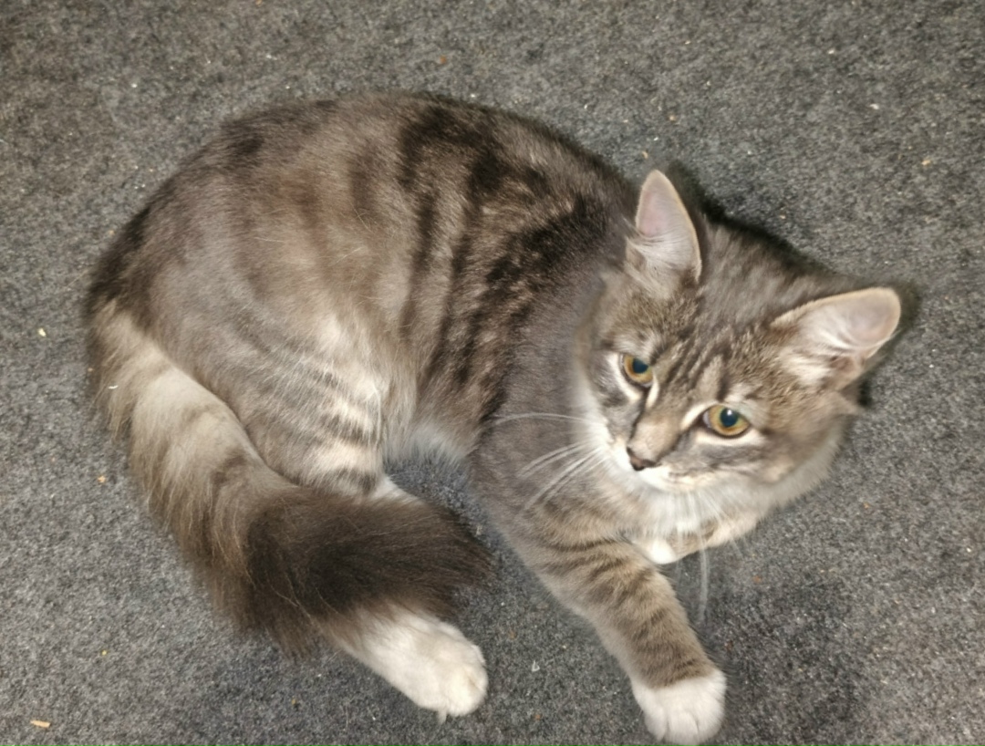 Найдена собака в Томске — фото объявления