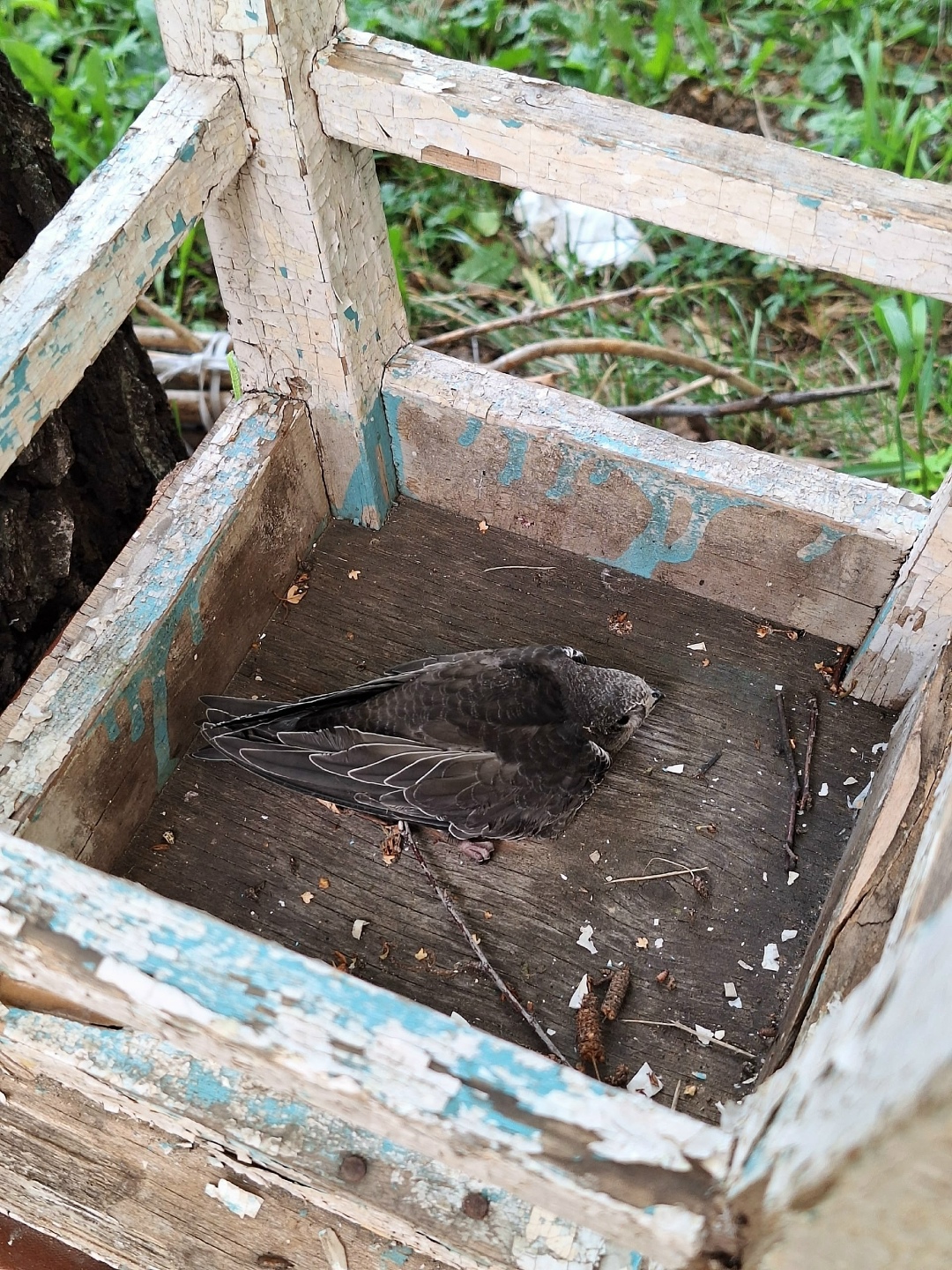 Найдена собака в Томске — фото объявления