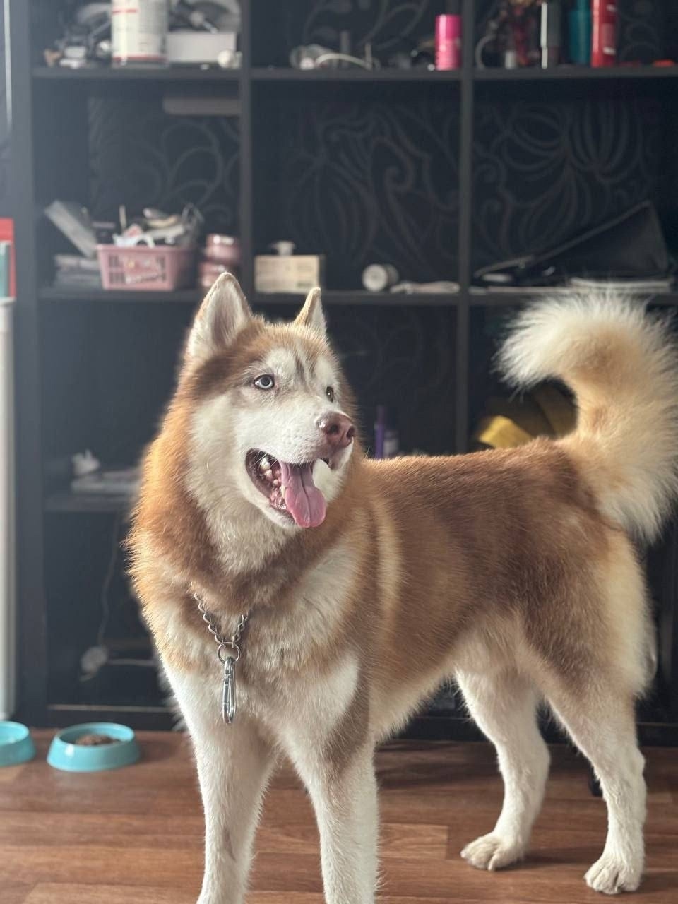 Найдена собака в Томске — фото объявления