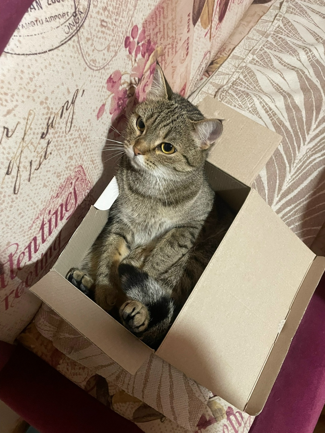 Найдена собака в Томске — фото объявления