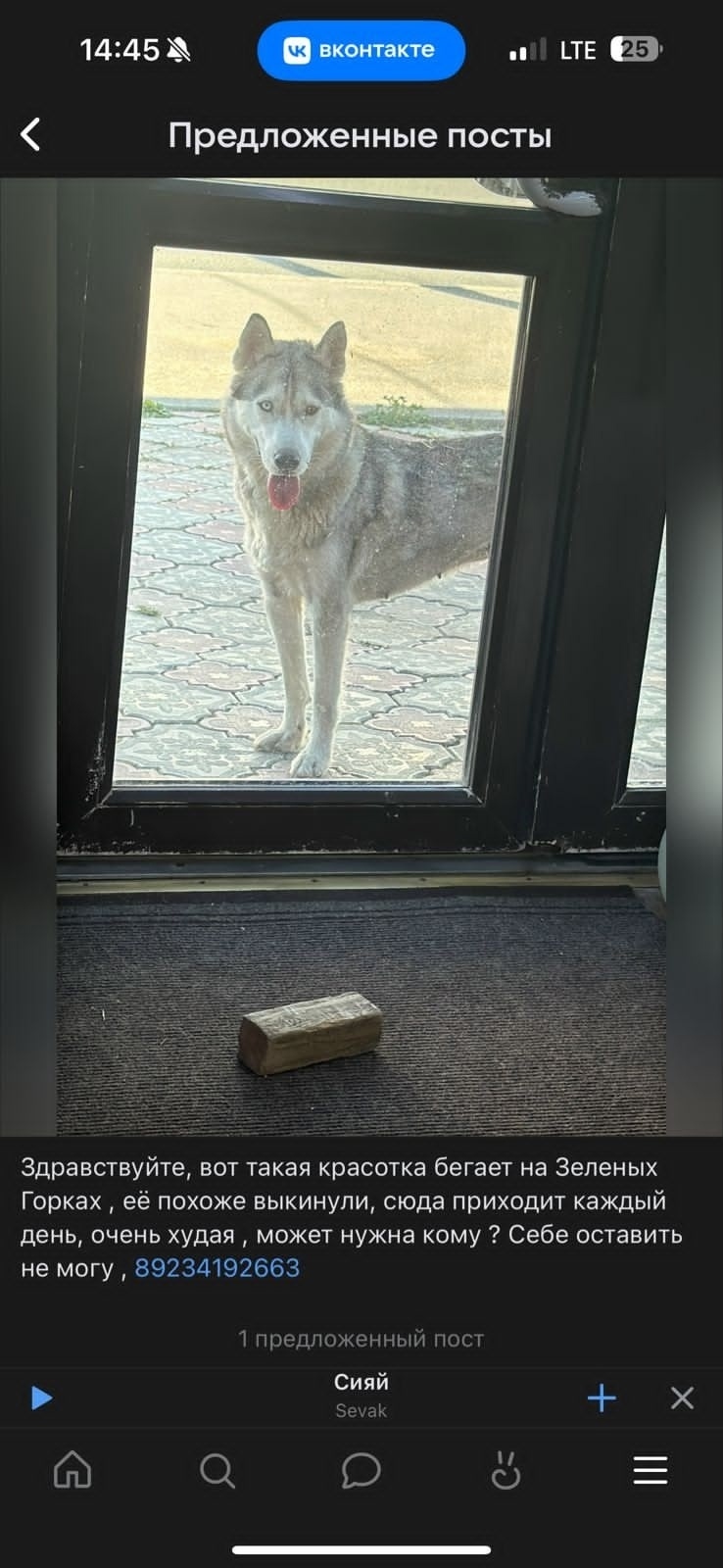 Найдена собака в Томске — фото объявления