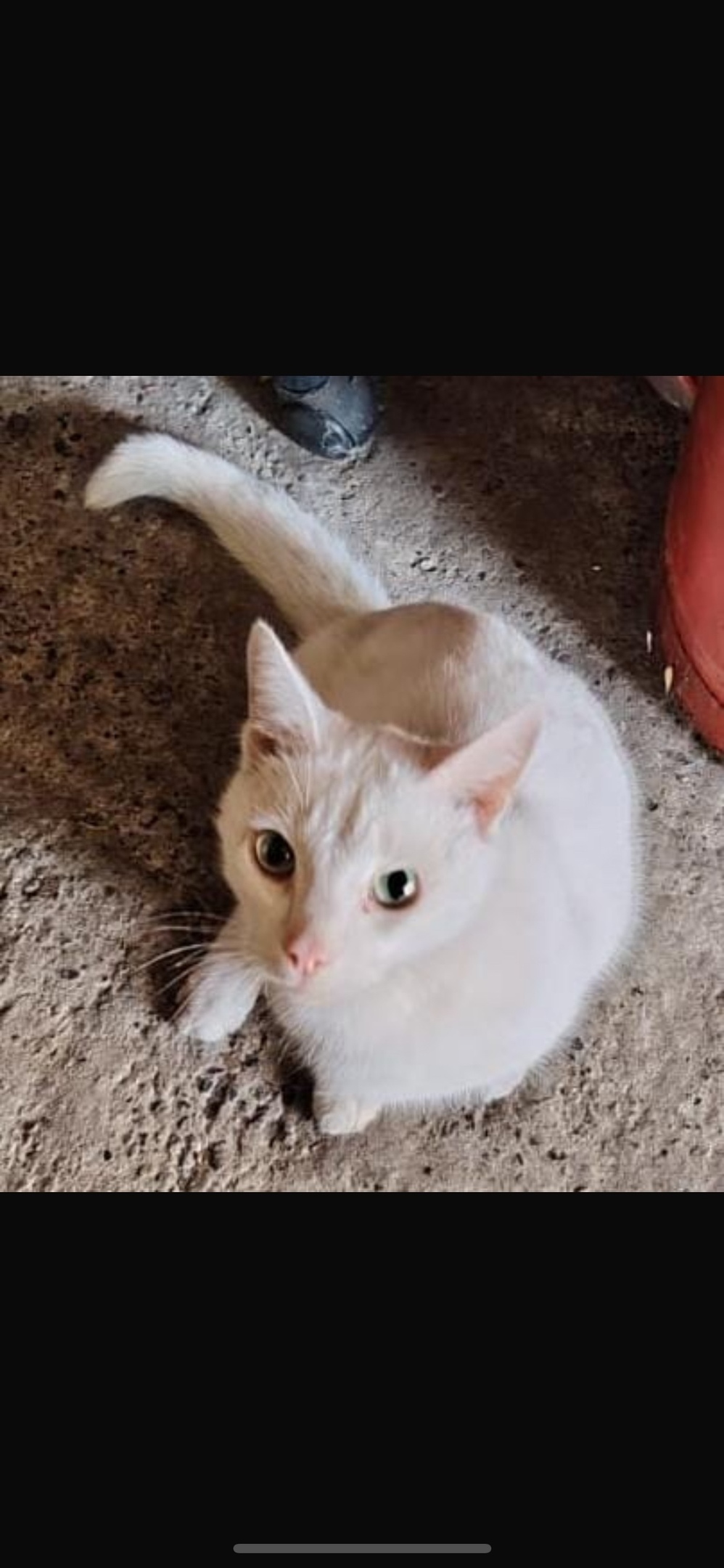 Найдена собака в Томске — фото объявления