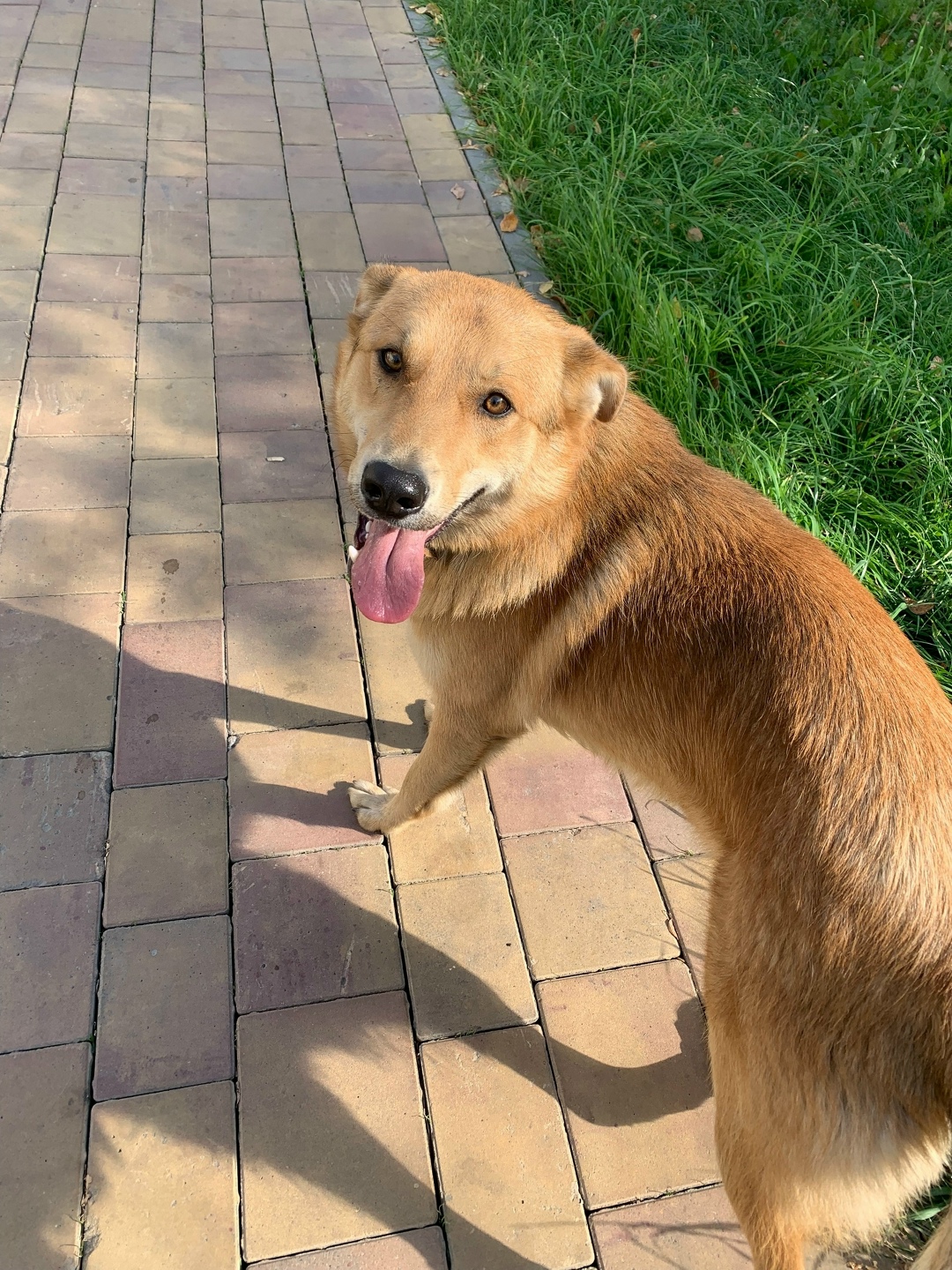 Найдена собака в Томске — фото объявления