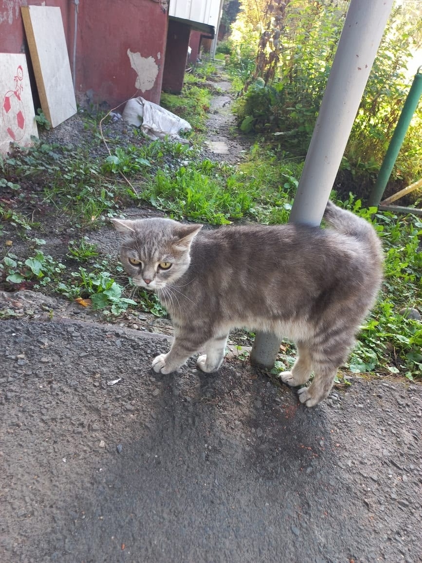 Найдена собака в Томске — фото объявления