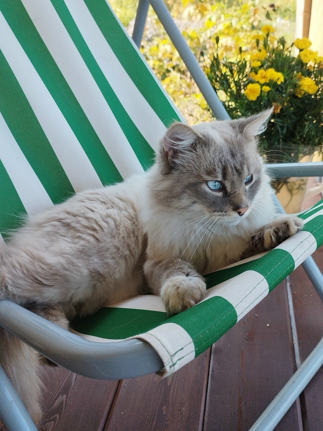 Найдена собака в Томске — фото объявления