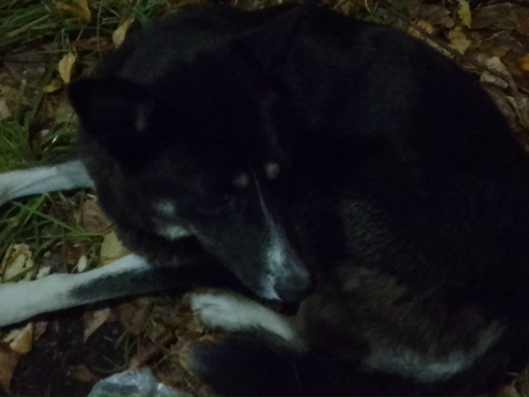 Найдена собака в Томске — фото объявления