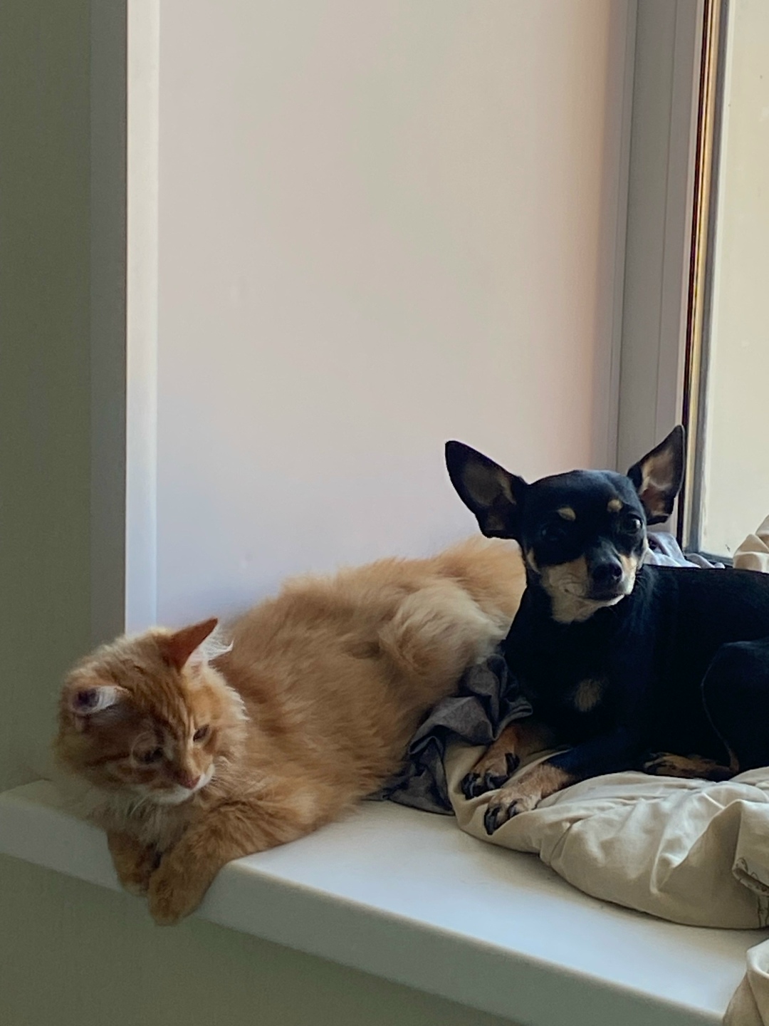 Найдена собака в Томске — фото объявления