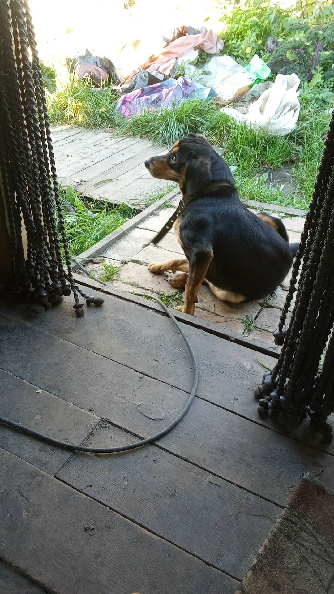 Найдена собака в Томске — фото объявления