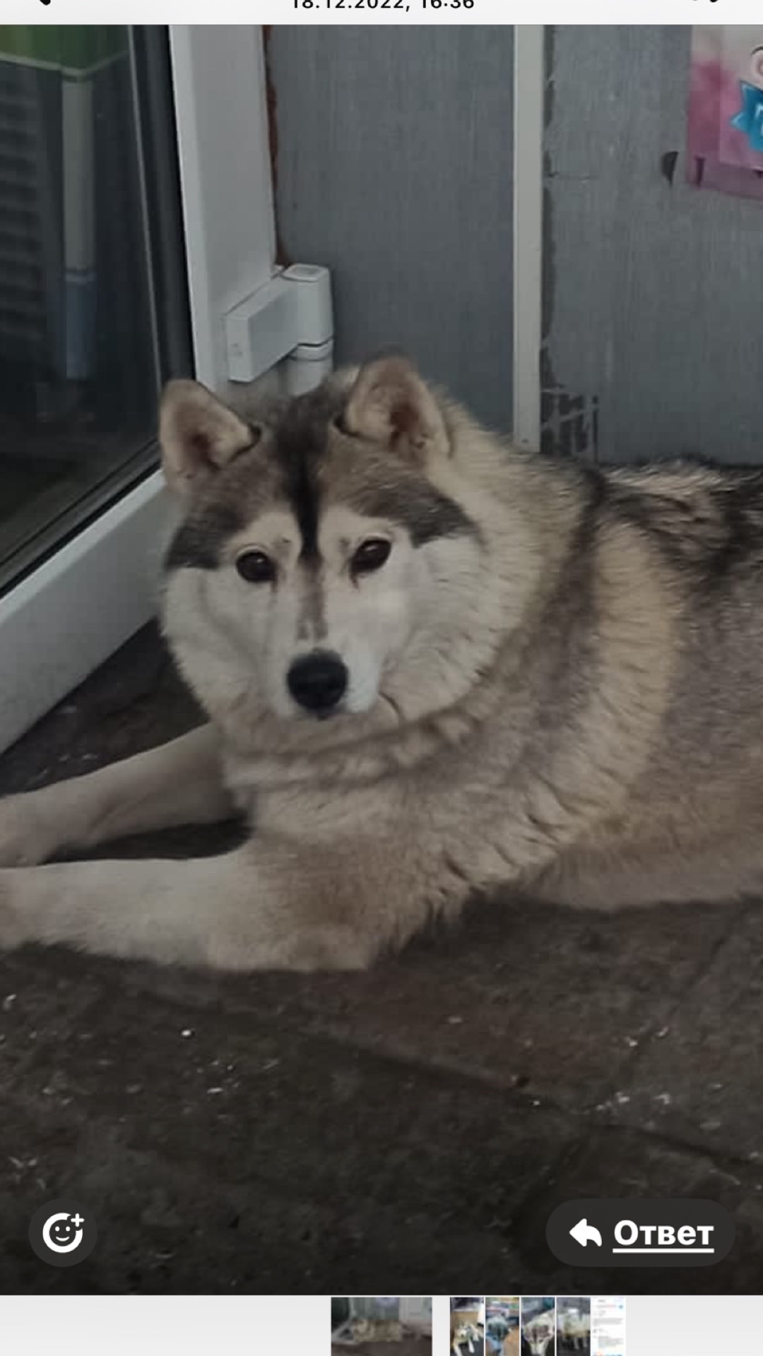 Найдена собака в Томске — фото объявления