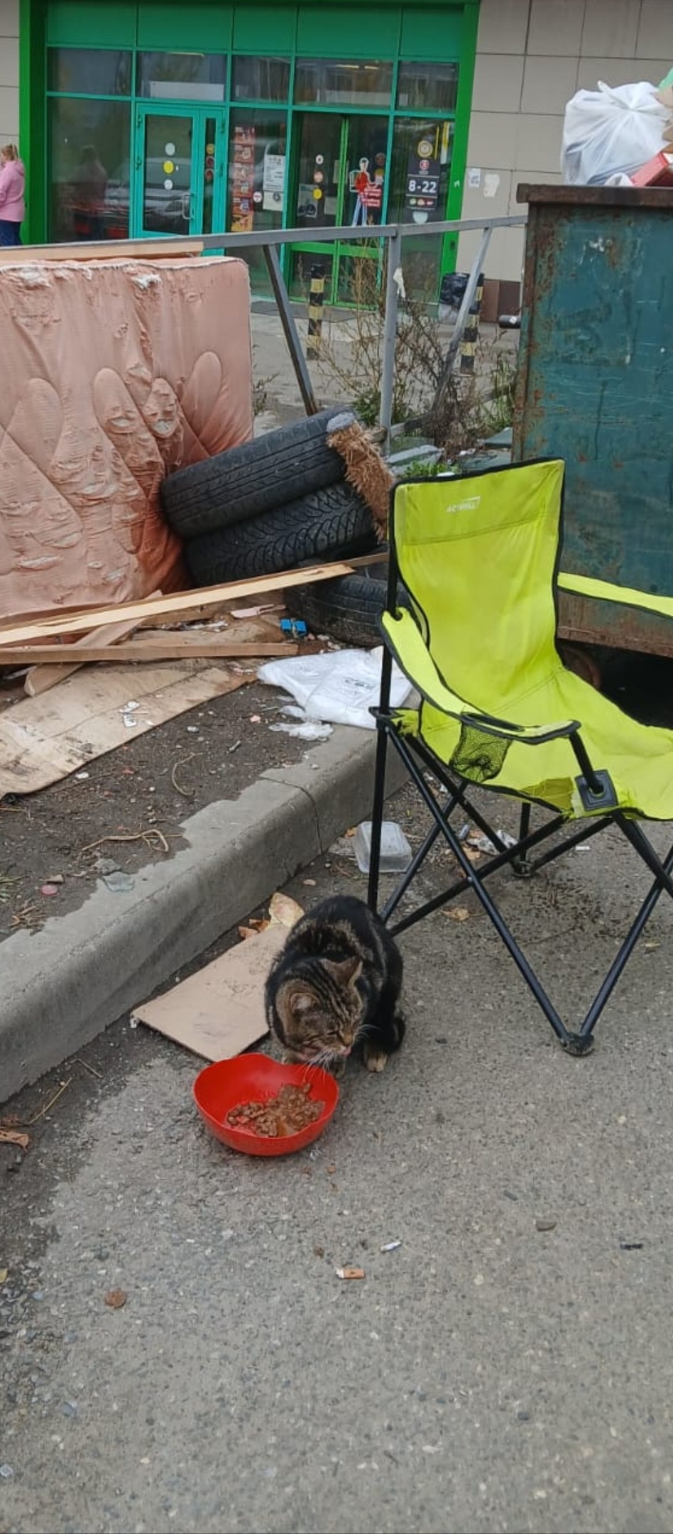 Найдена собака в Томске — фото объявления