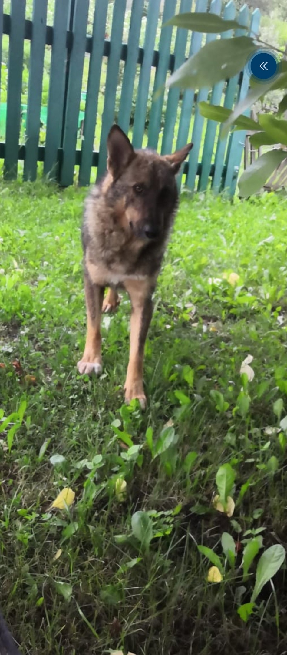 Найдена собака в Томске — фото объявления