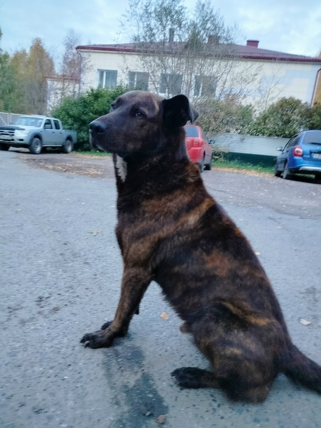 Найдена собака в Томске — фото объявления