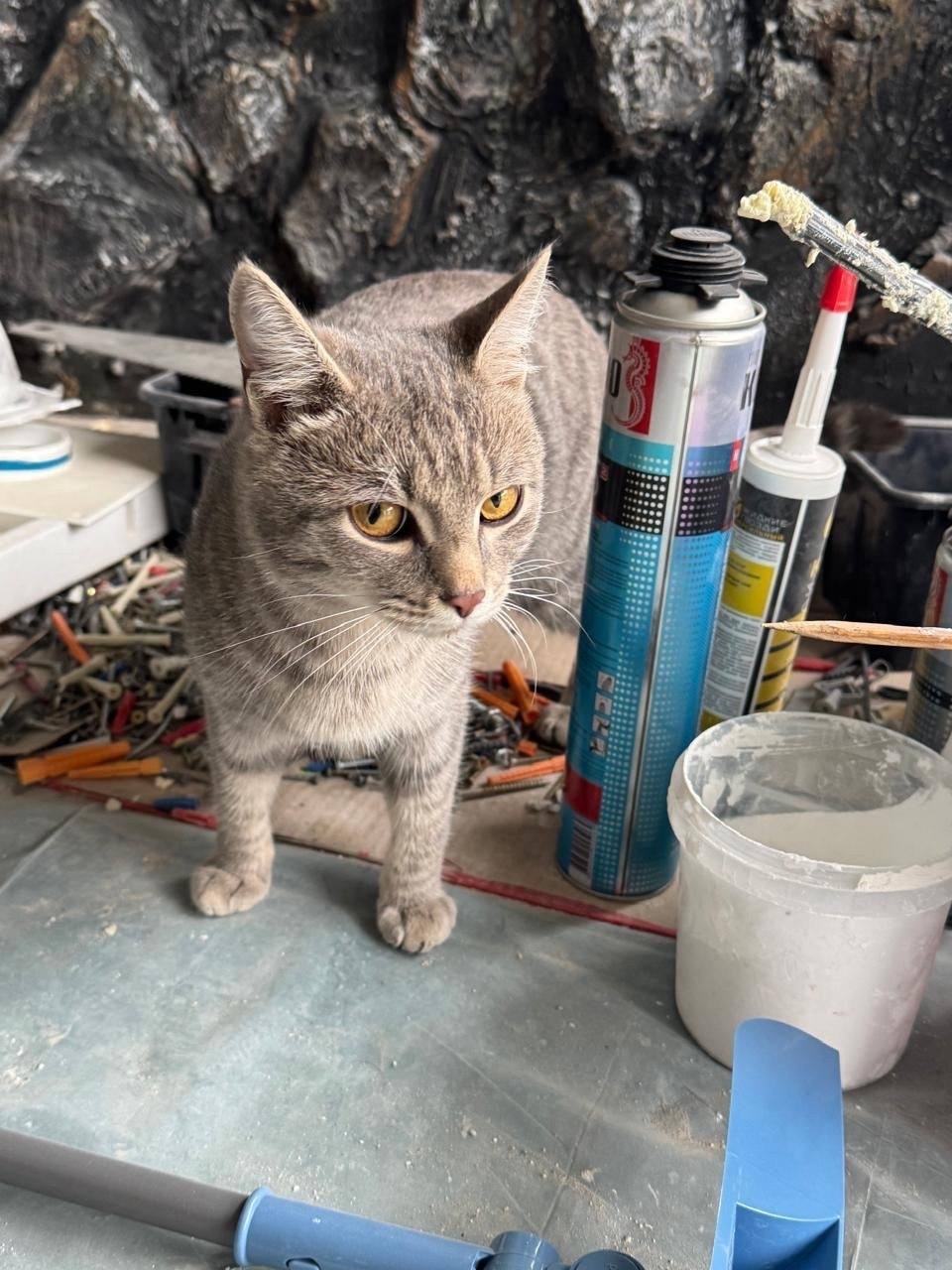 Найдена собака в Томске — фото объявления