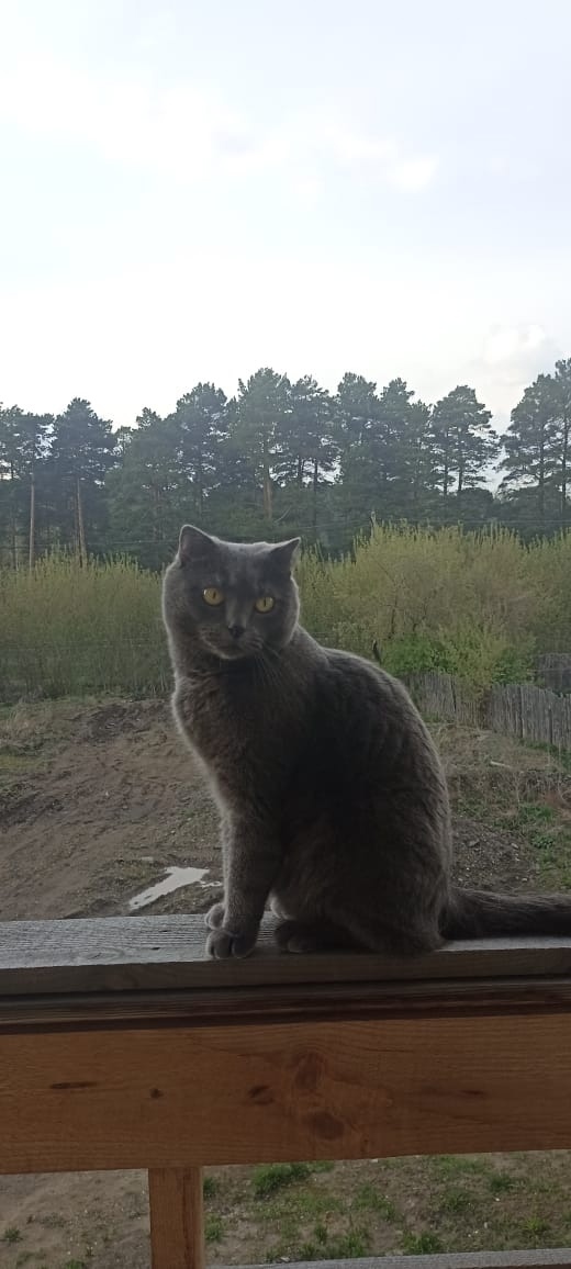 Найдена собака в Томске — фото объявления