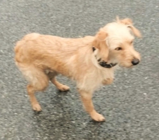 Найдена собака в Томске — фото объявления