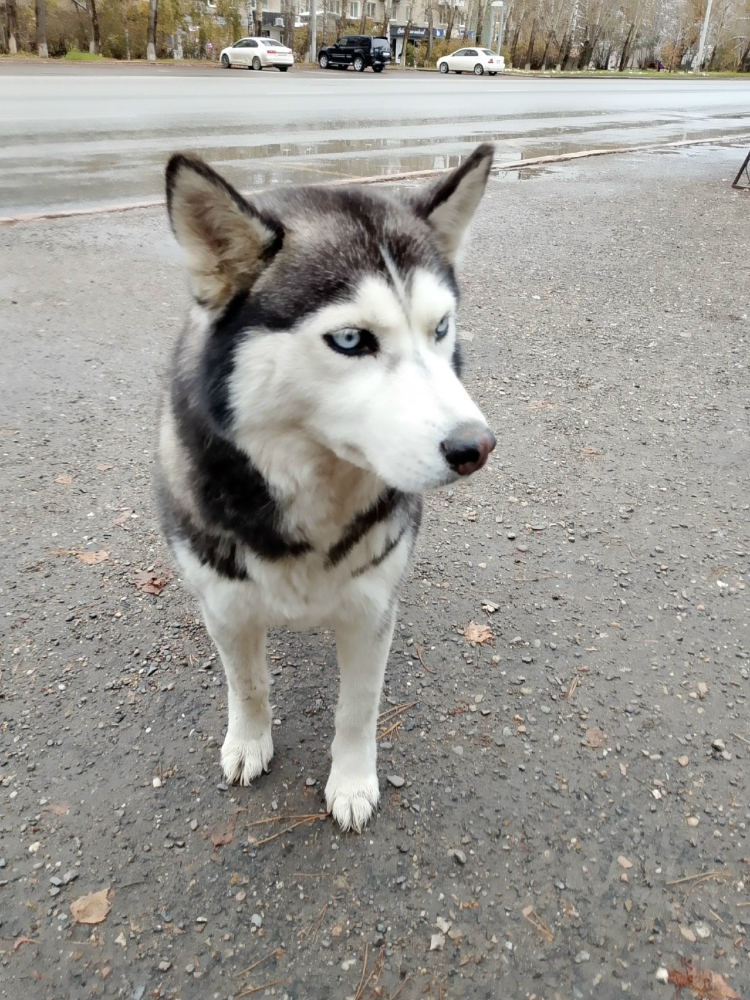 Найдена собака в Томске — фото объявления
