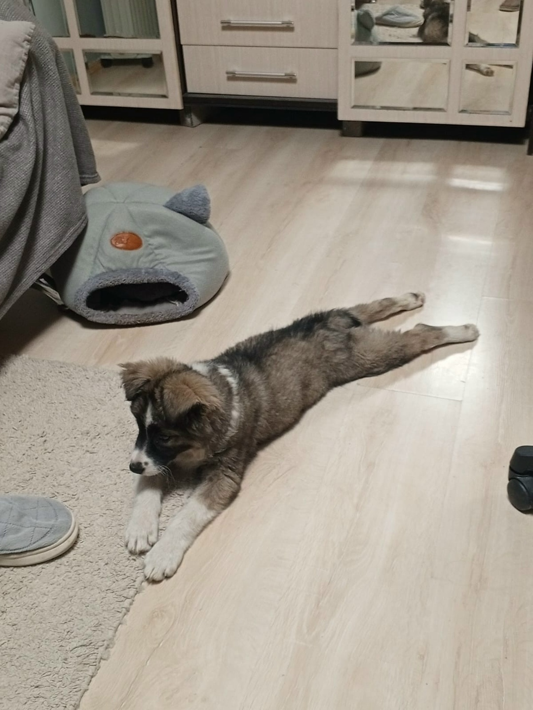 Найдена собака в Томске — фото объявления