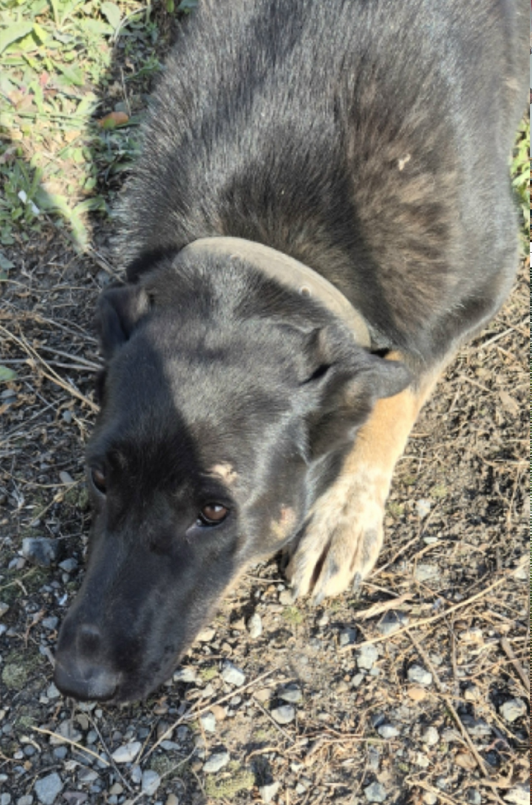 Найдена собака в Набережных Челнах — фото объявления