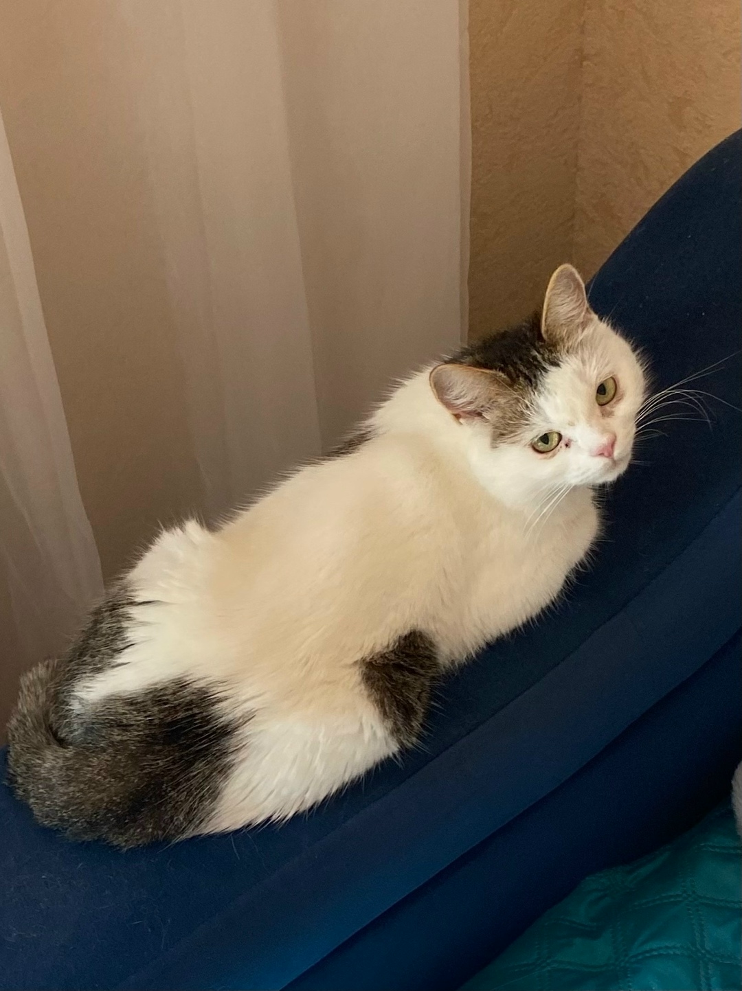 Найдена кошка в Набережных Челнах — фото объявления