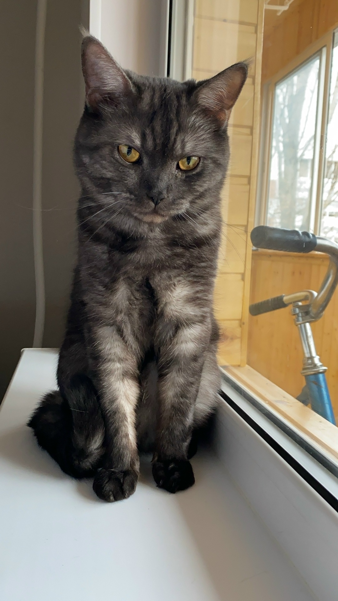 Пропала кошка в Набережных Челнах — фото объявления