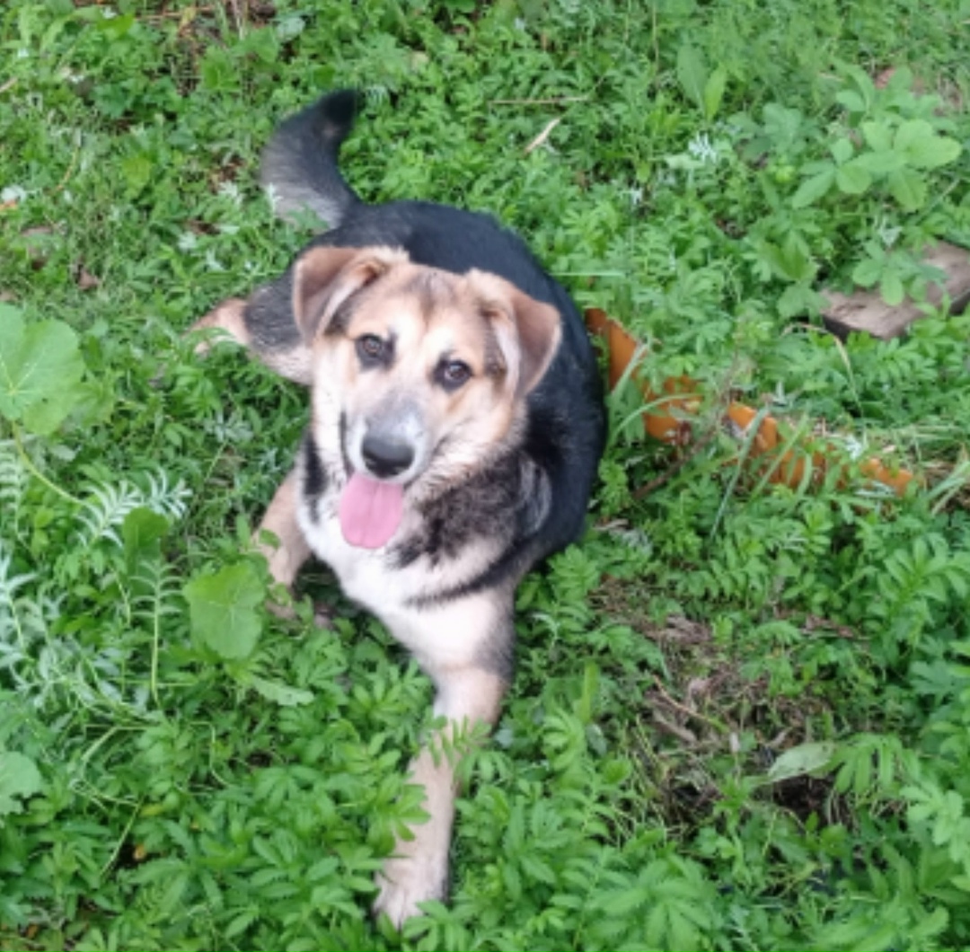 Найдена собака в Набережных Челнах — фото объявления