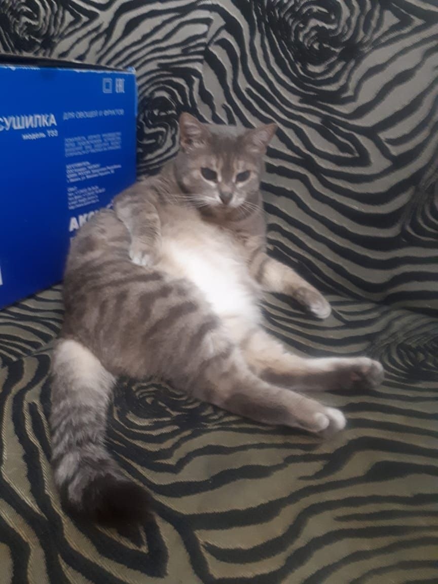 Найдена кошка в Набережных Челнах — фото объявления