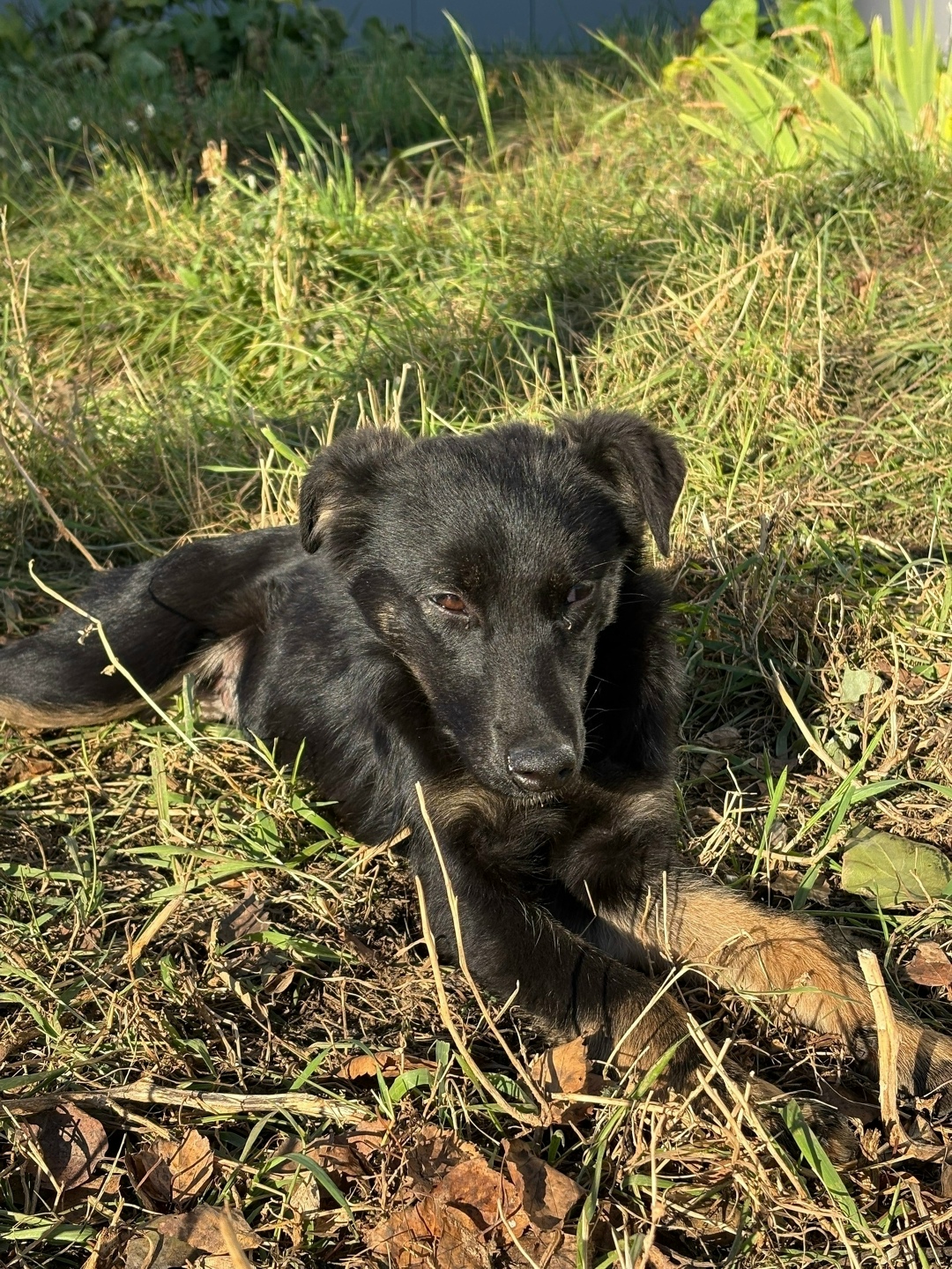 Пропала собака в Набережных Челнах — фото объявления