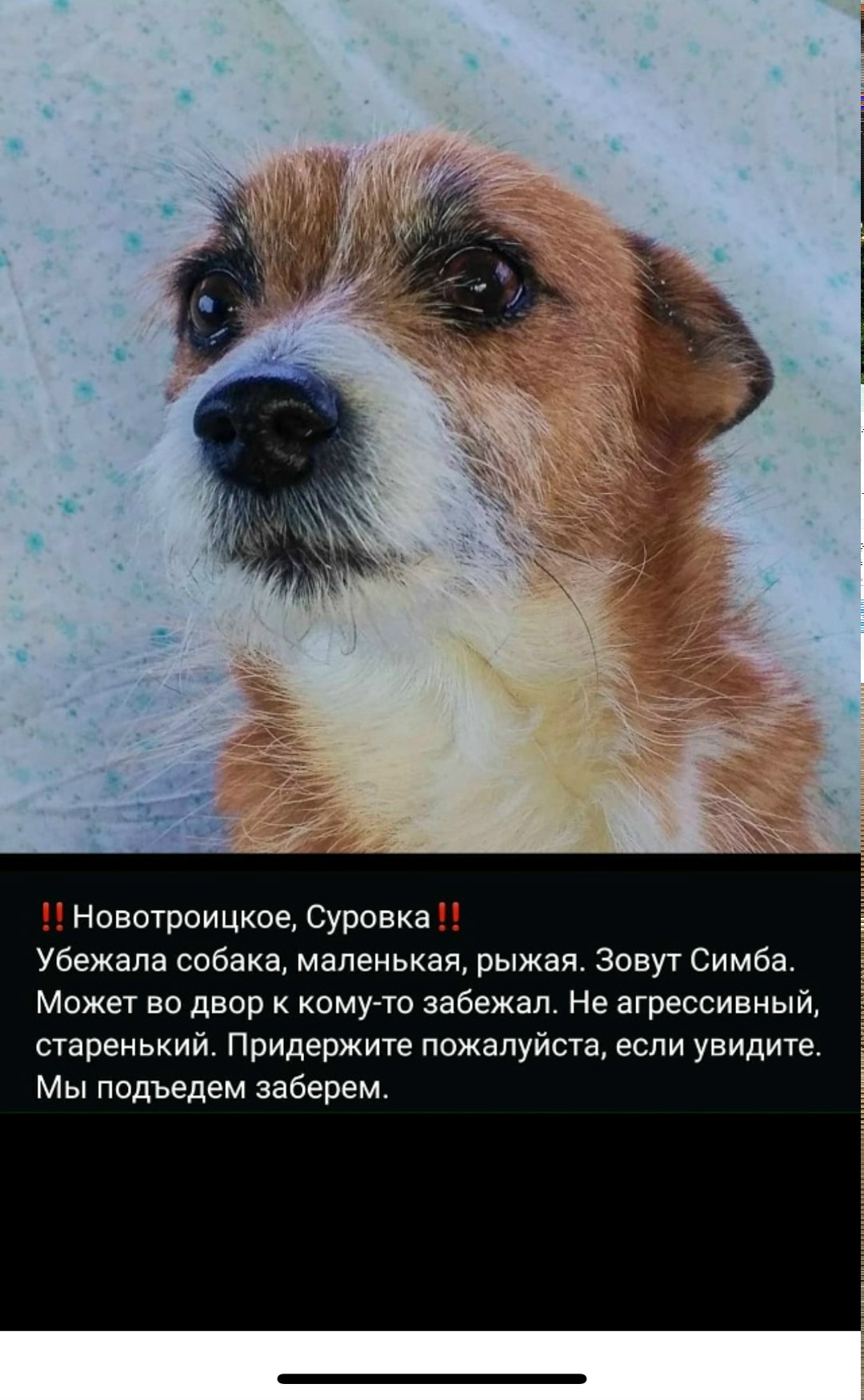 Пропала собака в Набережных Челнах — фото объявления