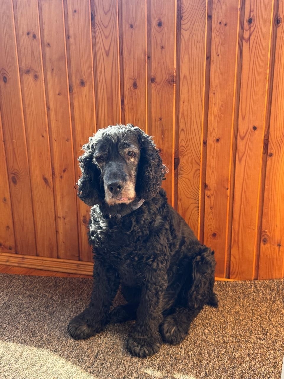 Пропала собака в Набережных Челнах — фото объявления