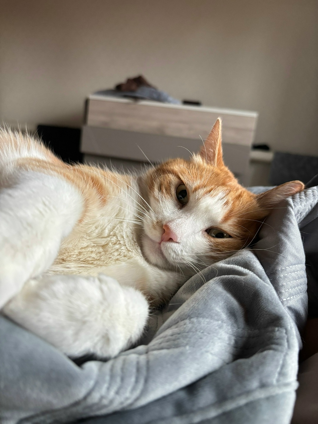 Найдена кошка в Набережных Челнах — фото объявления