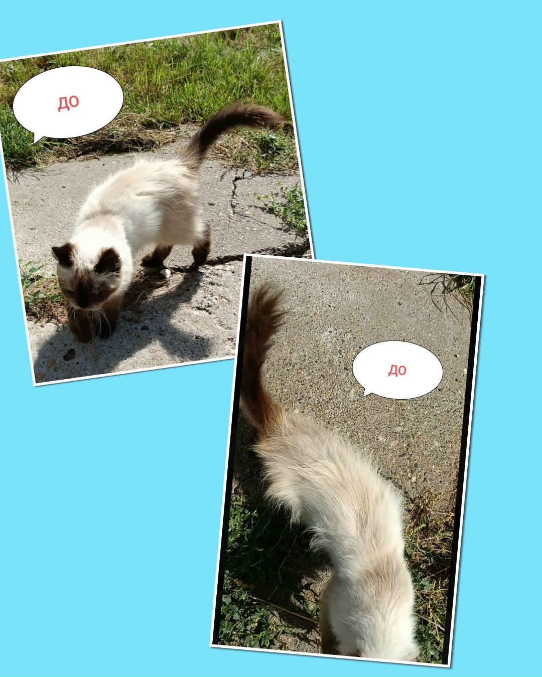 Пропала кошка в Набережных Челнах — фото объявления