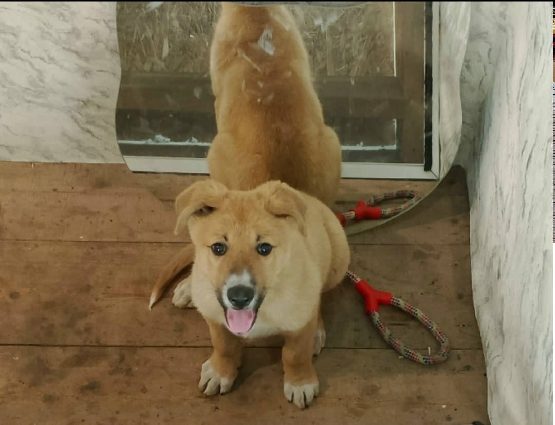 Пропала собака в Набережных Челнах — фото объявления