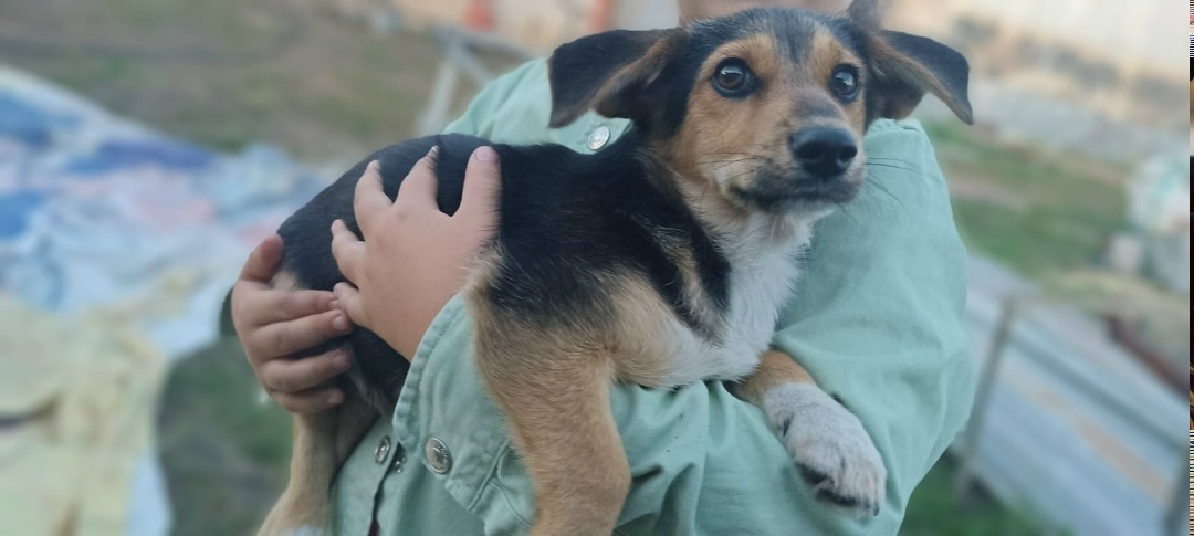Пропала собака в Набережных Челнах — фото объявления