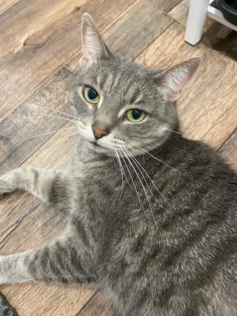 Пропала кошка в Набережных Челнах — фото объявления