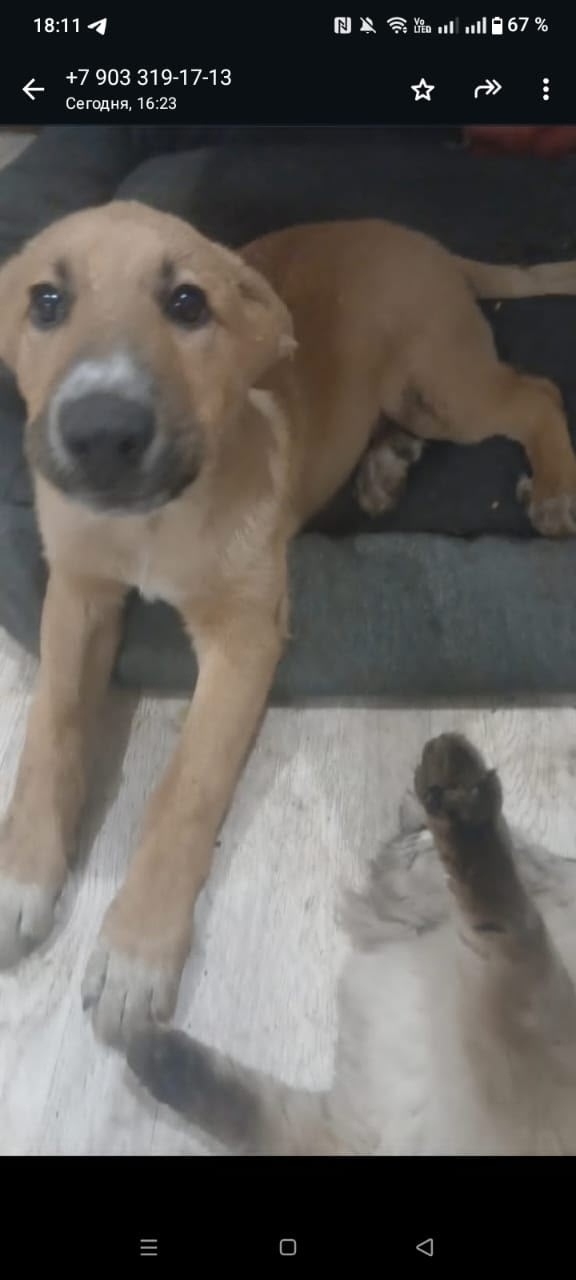 Пропала собака в Набережных Челнах — фото объявления