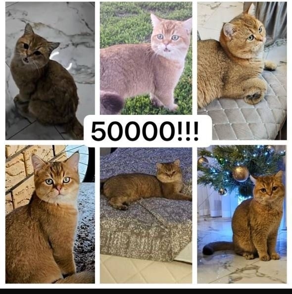 Пропала собака в Набережных Челнах — фото объявления