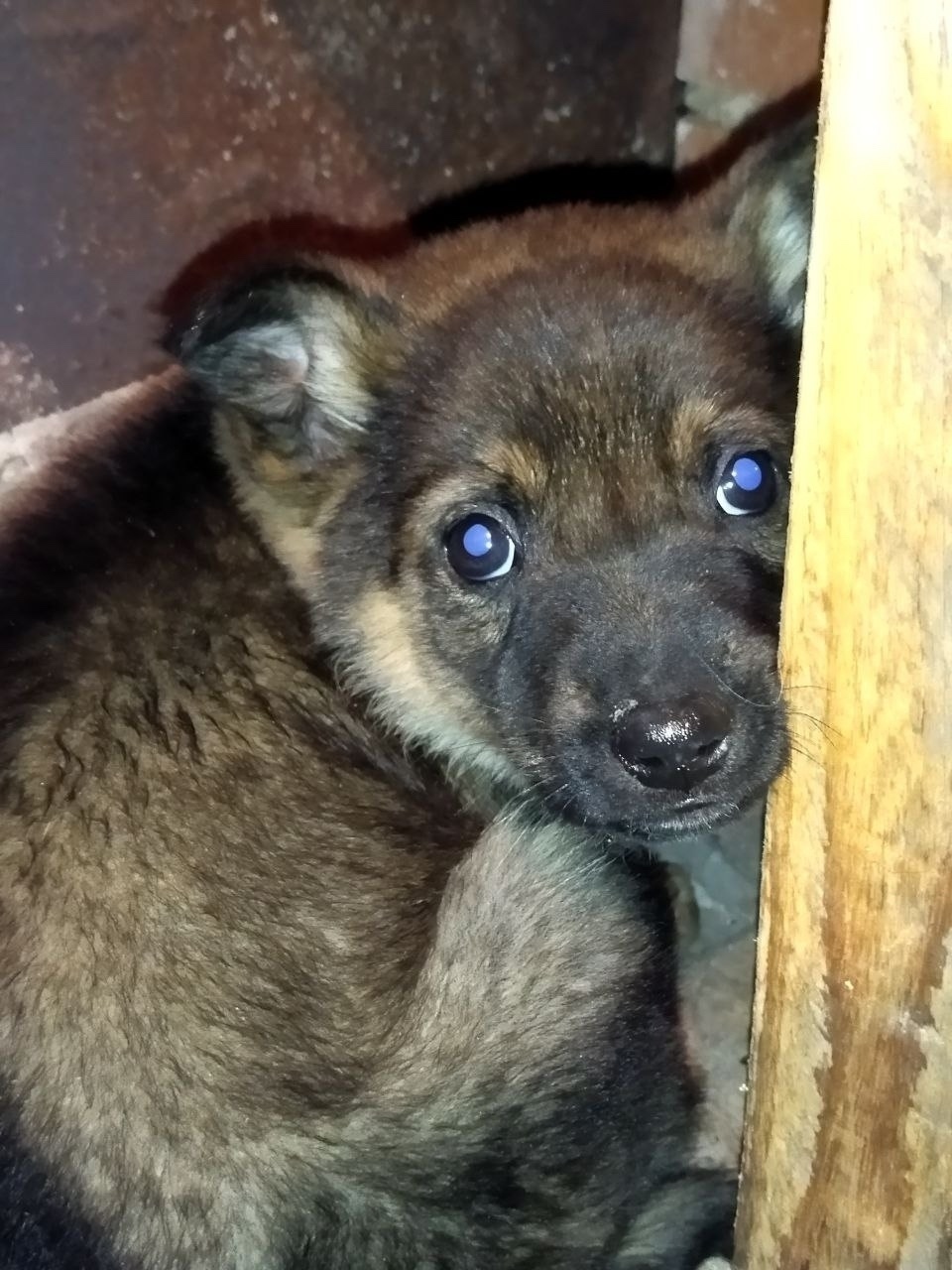 Пропала собака в Набережных Челнах — фото объявления